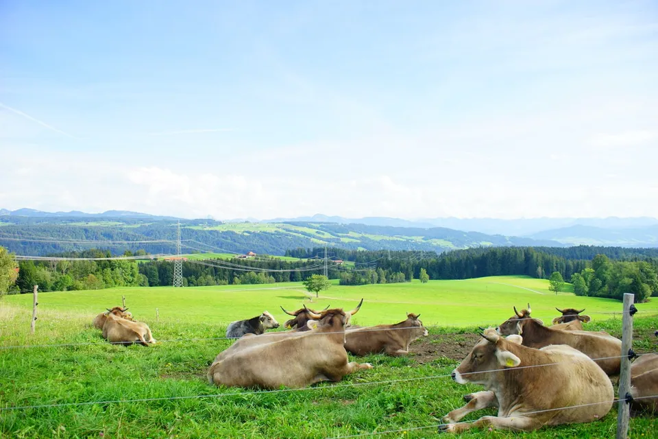 Scheidegg, Rosenalm und Umgebung im Allgäu