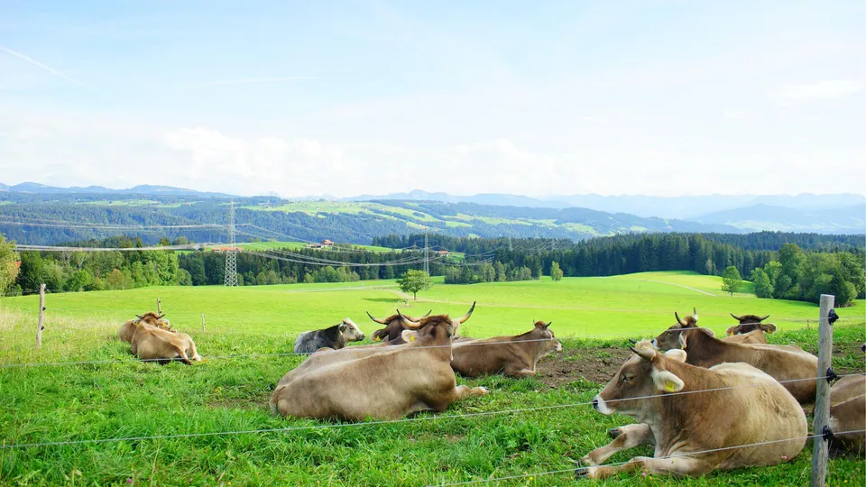 Allgäuer Wiesen mit Kühen und weitem Blick auf die Berglandschaft
